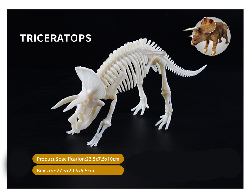 fossils and archeology triceratops